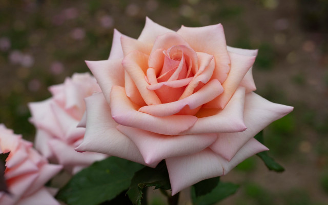 Pink rose green leaves bokeh #2 free wallpaper for desktop - medium preview image