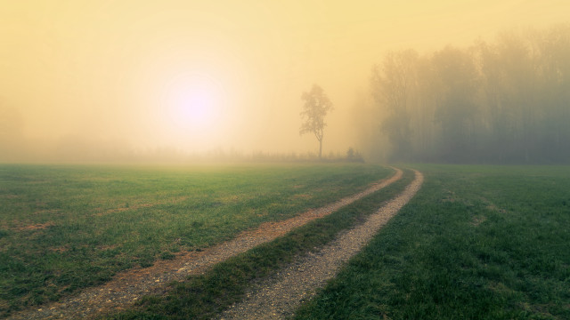 Foggy field dirtroad lonetree tonalism free wallpaper for desktop - medium preview image
