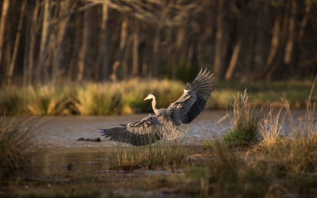 Bird flying over water forest free wallpaper for desktop - medium preview image