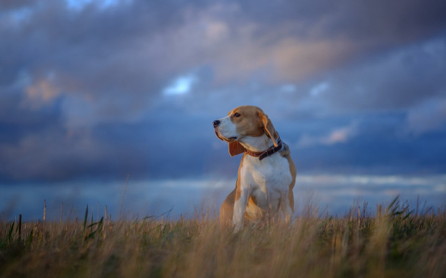 Dog field cloudy sky shiba free wallpaper for desktop - medium preview image