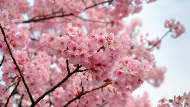 Pink sakura blossoms blue sky free wallpaper for desktop - medium preview image