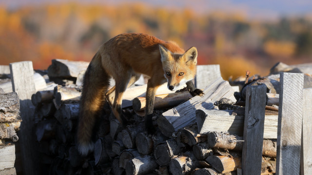 Fox wood pile forest blurry free wallpaper for desktop - medium preview image