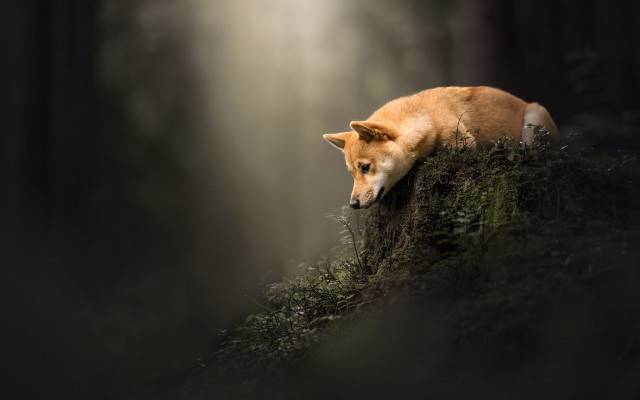 Shiba inu dog mossy hill free wallpaper for desktop - medium preview image