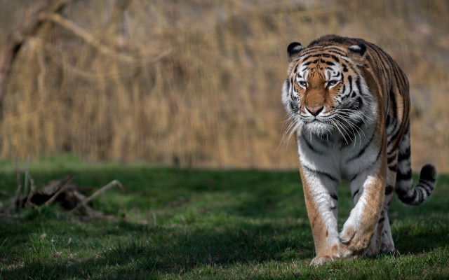 Tiger walking lush green field #3 free wallpaper for desktop - medium preview image