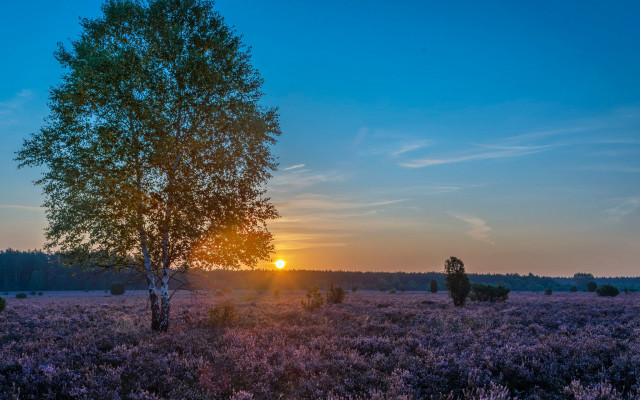 Tree sunset clouds nature horizon free wallpaper for desktop - medium preview image