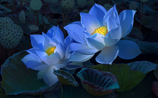 Blue lotus pond water lilies free wallpaper for desktop - medium preview image