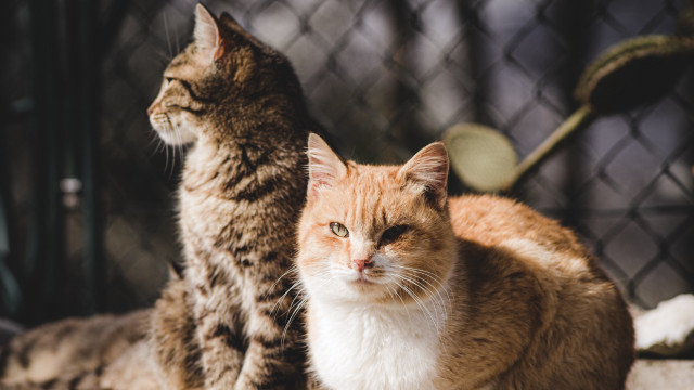 Cats fence table cushion blurry free wallpaper for desktop - medium preview image