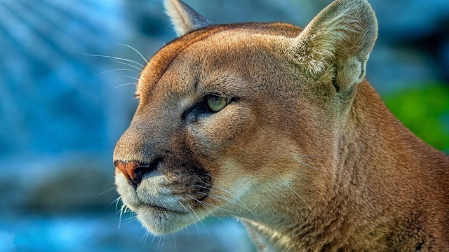 Mountain lion closeup blurry background #3 free wallpaper for desktop - medium preview image