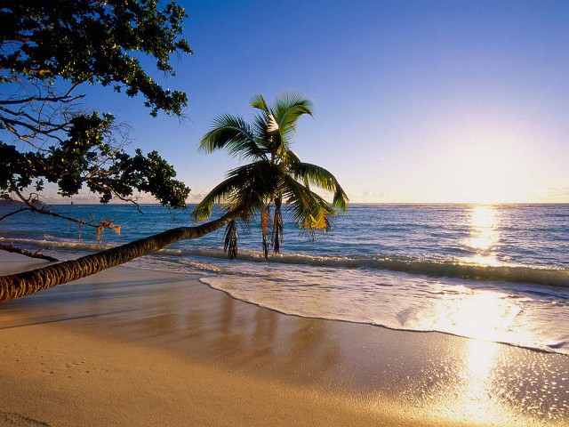 Palm tree beach sun person free wallpaper for desktop - medium preview image