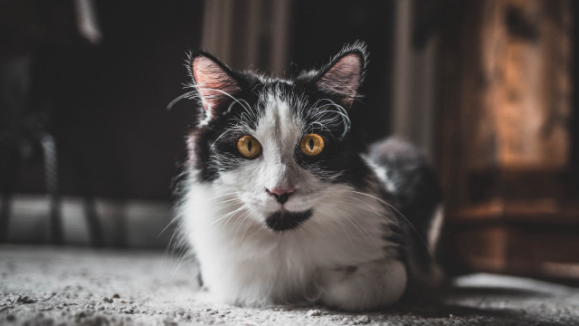 Black white cat yellow eyes #21 free wallpaper for desktop - medium preview image