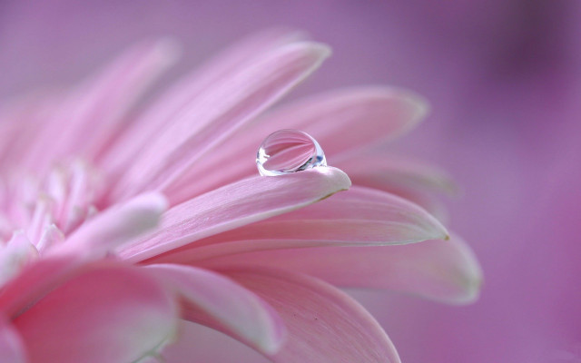Flower waterdrop pink background macro free wallpaper for desktop - medium preview image