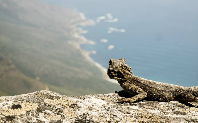 Lizard rock water cliff overlook free wallpaper for desktop - medium preview image