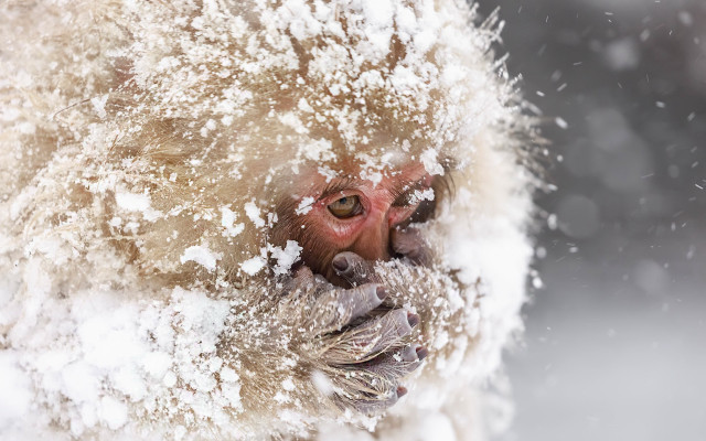 Monkey snow nose ring cherry free wallpaper for desktop - medium preview image