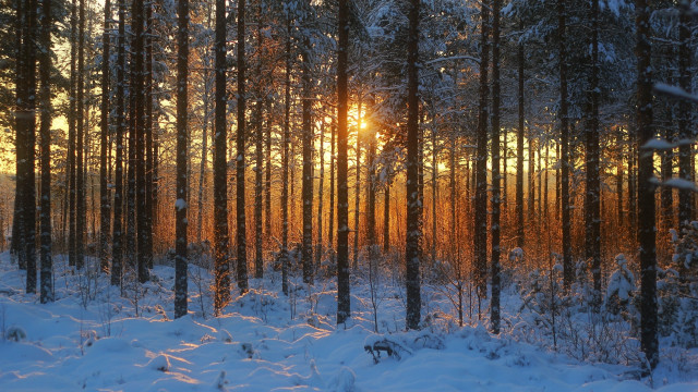 Snowy forest sunset cityscape ferris free wallpaper for desktop - medium preview image