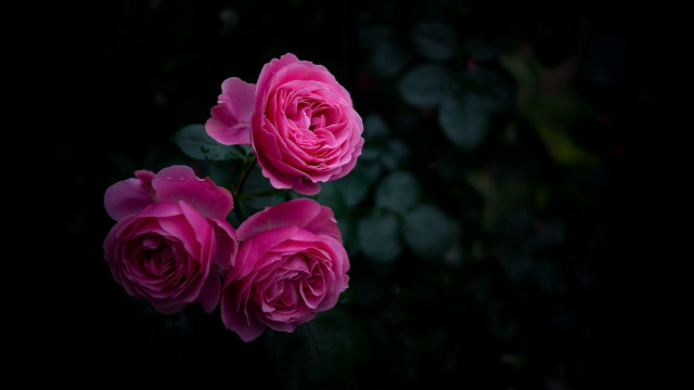 Pink roses dark room leaves free wallpaper for desktop - medium preview image