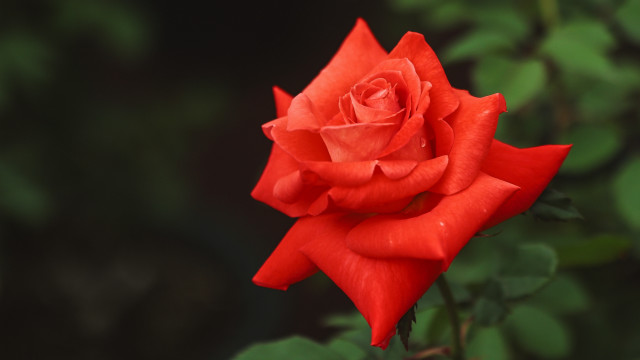 Red rose green leaves dark free wallpaper for desktop - medium preview image