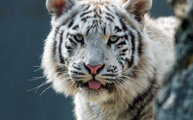 White tiger tongue out black free wallpaper for desktop - medium preview image