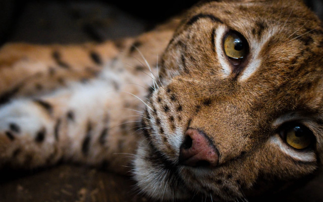 Cat couch photorealistic blurry depthoffield free wallpaper for desktop - medium preview image