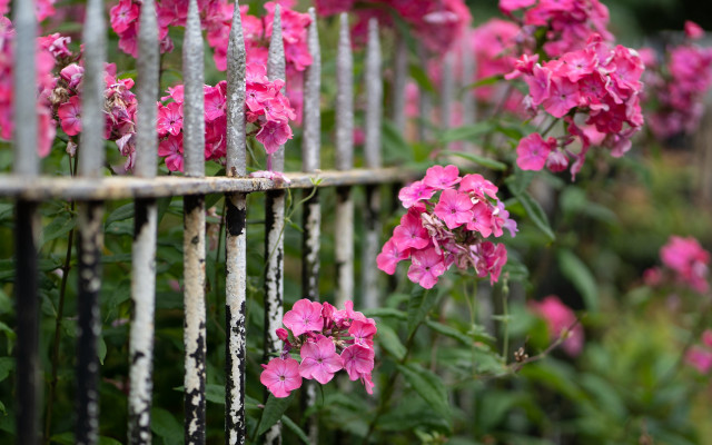 Pink flowers fence garden macro free wallpaper for desktop - medium preview image