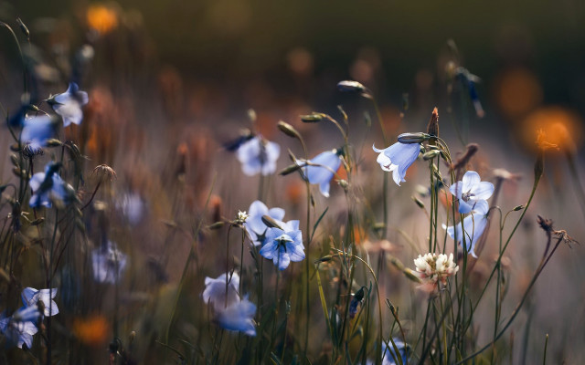 Blue flowers yellow white background free wallpaper for desktop - medium preview image