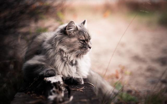 Cat log woods distant look free wallpaper for desktop - medium preview image