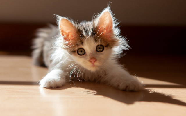 Kitten curious eye sunlight photorealistic free wallpaper for desktop - medium preview image