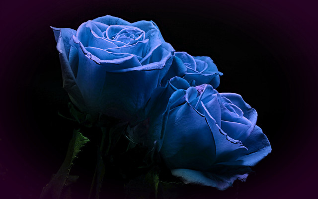 Blue roses vase glowing gothic free wallpaper for desktop - medium preview image