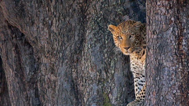 Leopard hiding behind tree wildlife free wallpaper for desktop - medium preview image