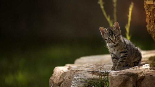 Small kitten rock tree grass #2 free wallpaper for desktop - medium preview image