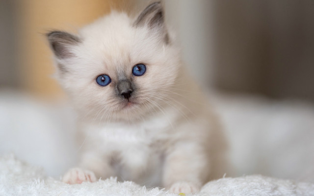 White kitten blue eyes curious #10 free wallpaper for desktop - medium preview image