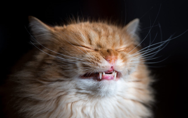 Cat closed eyes open mouth #2 free wallpaper for desktop - medium preview image