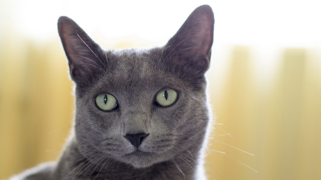 Gray cat green eyes yellow free wallpaper for desktop - medium preview image