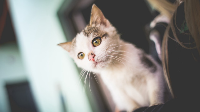 Black cat woman lap jigsaw free wallpaper for desktop - medium preview image