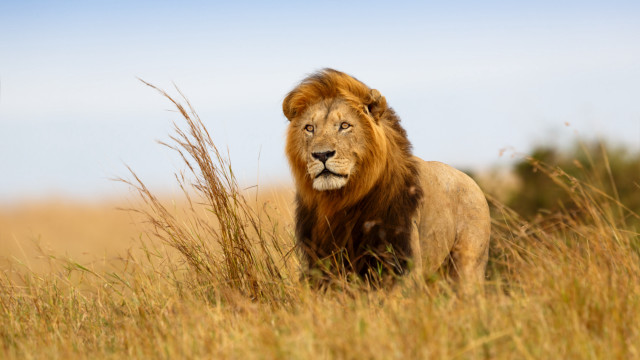 Lion field tallgrass blue sky free wallpaper for desktop - medium preview image