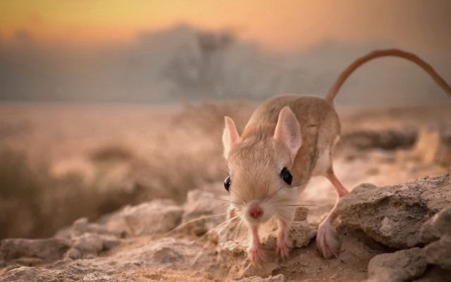 Mouse rock desert sunset blurry free wallpaper for desktop - medium preview image