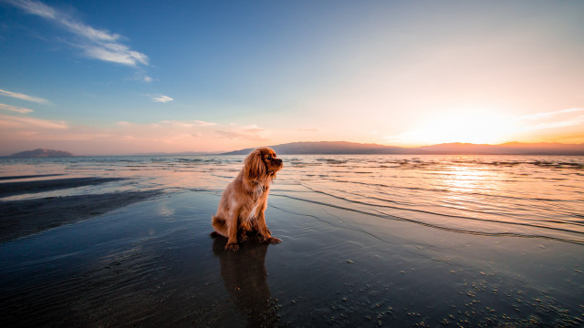 Dog beach sunset reflection ocean free wallpaper for desktop - medium preview image