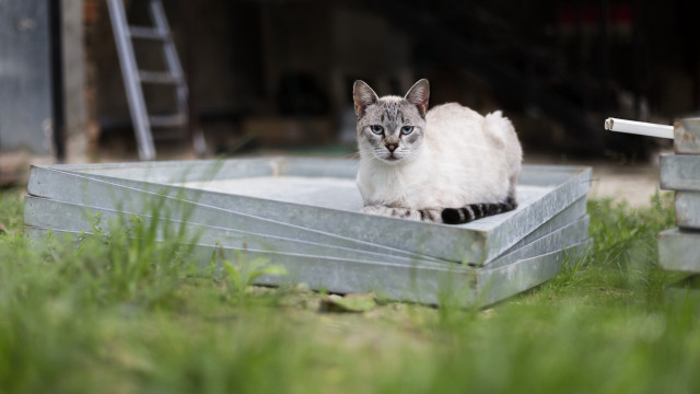 Cat metalbox grass building ladder free wallpaper for desktop - medium preview image