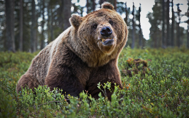 Brown bear field trees open free wallpaper for desktop - medium preview image