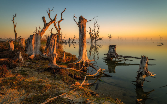 Dead trees water sunset fog free wallpaper for desktop - medium preview image
