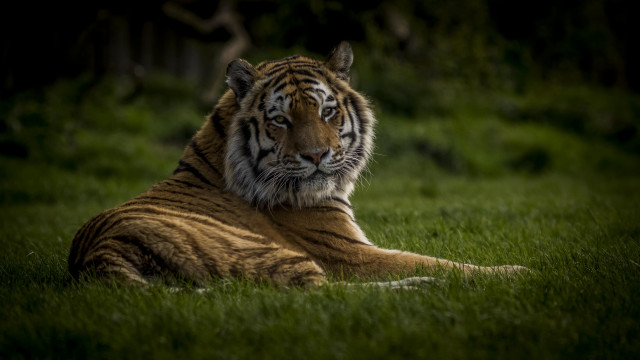 Tiger serious look grass wildlife free wallpaper for desktop - medium preview image