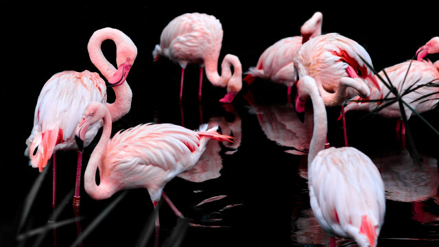 Flamingos synchromism puzzle photography berndfasching free wallpaper for desktop - medium preview image