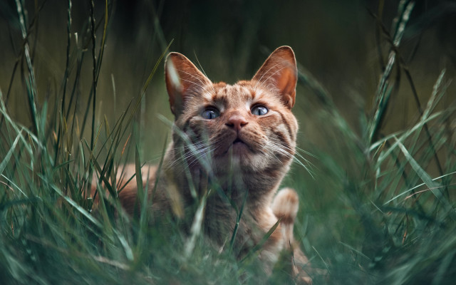 Cat forest grass blue eyes free wallpaper for desktop - medium preview image