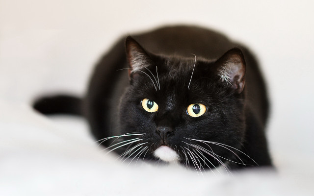 Black cat yellow eyes bed #4 free wallpaper for desktop - medium preview image