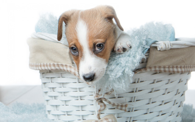Small dog basket stuffed animal free wallpaper for desktop - medium preview image