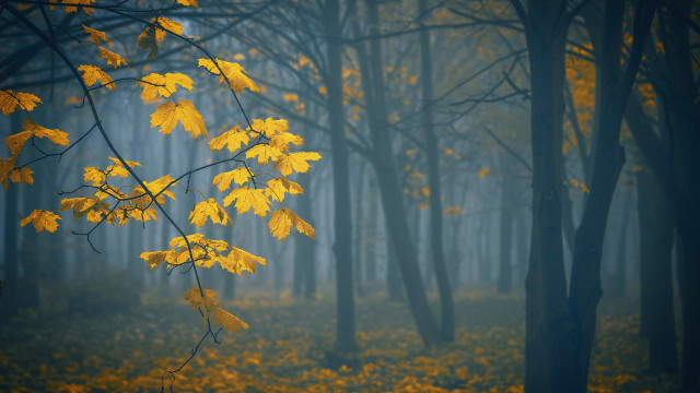 Foggy autumn forest leaves bare free wallpaper for desktop - medium preview image