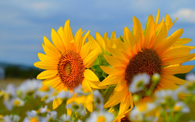 Sunflower field blue sky white free wallpaper for desktop - medium preview image