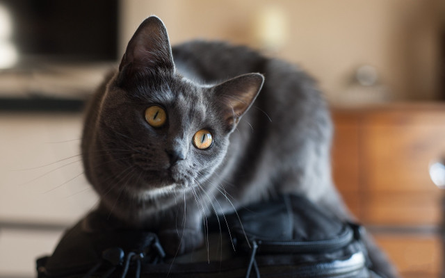 Cat black bag table dresser free wallpaper for desktop - medium preview image