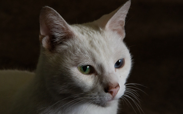White cat green eyes serious #2 free wallpaper for desktop - medium preview image