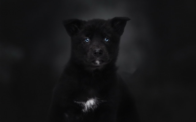 Black dog blue eyes vanitas free wallpaper for desktop - medium preview image