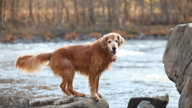 Dog river rocks trees outdoors free wallpaper for desktop - medium preview image
